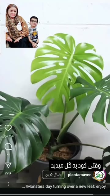 کود ارگانیک جلوگیری از قارچ